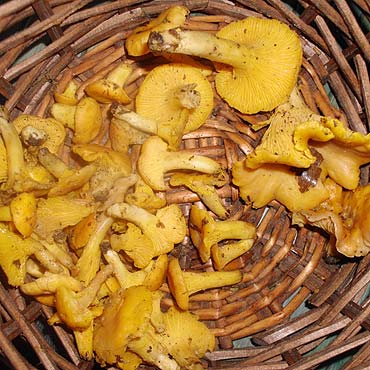 Wolin: Jajecznica z kurkami w środku zimy