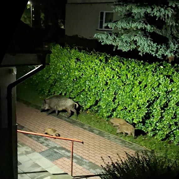 Dziki przed klatk! Mieszkacy Kamienia Pomorskiego zaniepokojeni obecnoci dzikiej zwierzyny