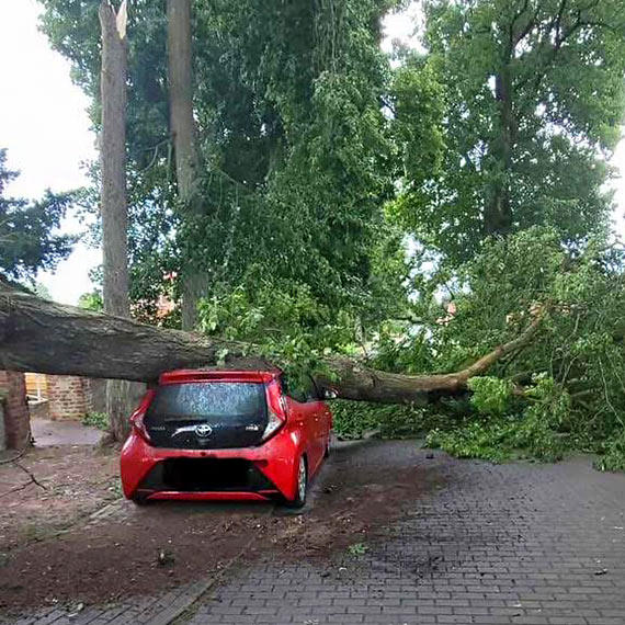 Drzewo runęło na zaparkowany samochód. Interweniowała straż pożarna z Jarszewa