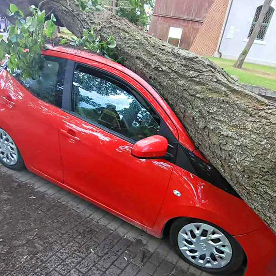 Drzewo runęło na zaparkowany samochód. Interweniowała straż pożarna z Jarszewa