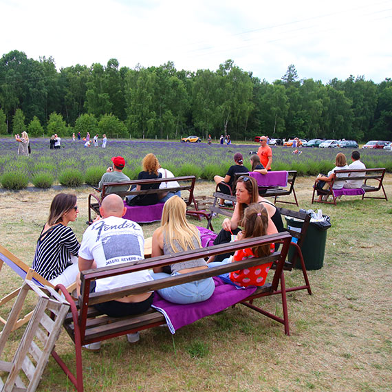 Szał na Lawendowy Dzień! Kodrąbek 5 znów przyciąga tłumy