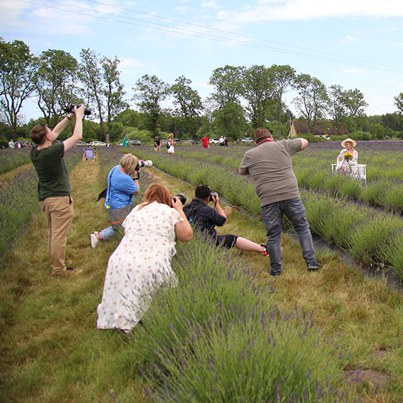 Szał na Lawendowy Dzień! Kodrąbek 5 znów przyciąga tłumy