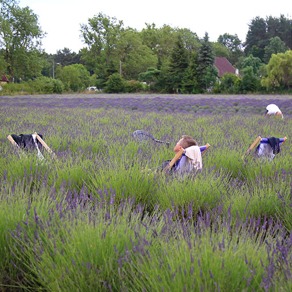 Szał na Lawendowy Dzień! Kodrąbek 5 znów przyciąga tłumy