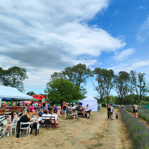 Szał na Lawendowy Dzień! Kodrąbek 5 znów przyciąga tłumy