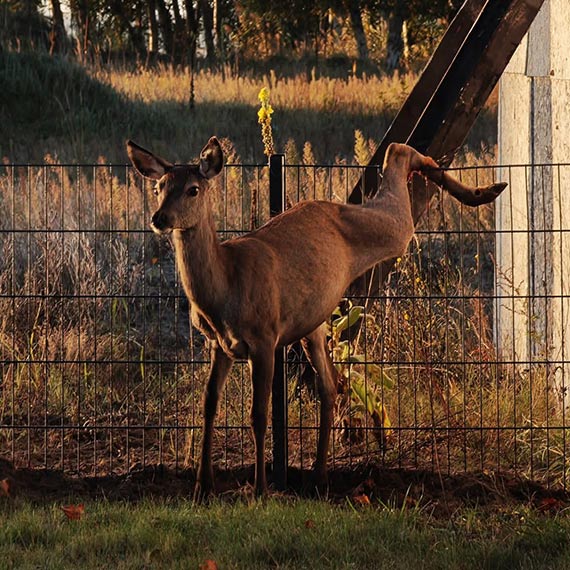 Strażacy z Dziwnowa uratowali sarnę uwięzioną na płocie