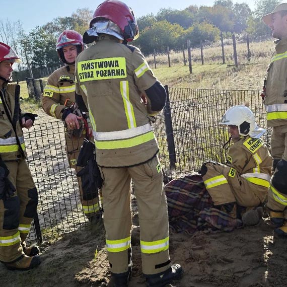 Strażacy z Dziwnowa uratowali sarnę uwięzioną na płocie