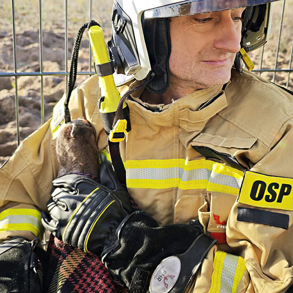 Strażacy z Dziwnowa uratowali sarnę uwięzioną na płocie