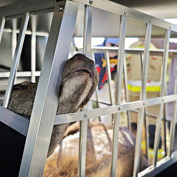 Strażacy z Dziwnowa uratowali sarnę uwięzioną na płocie