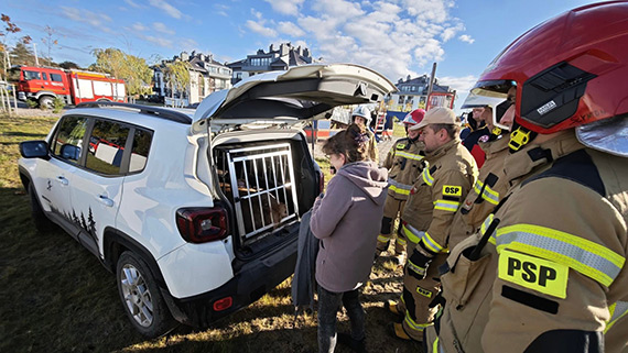 Strażacy z Dziwnowa uratowali sarnę uwięzioną na płocie