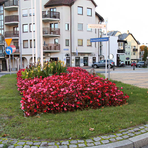 Midzyzdroje zachwycay kolorami! Begonie przez cae lato zdobiy centrum miasta