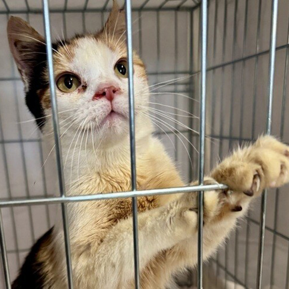 Fundacja Psia Kość z Kamienia Pomorskiego walczy o dotację. Liczy się każda złotówka