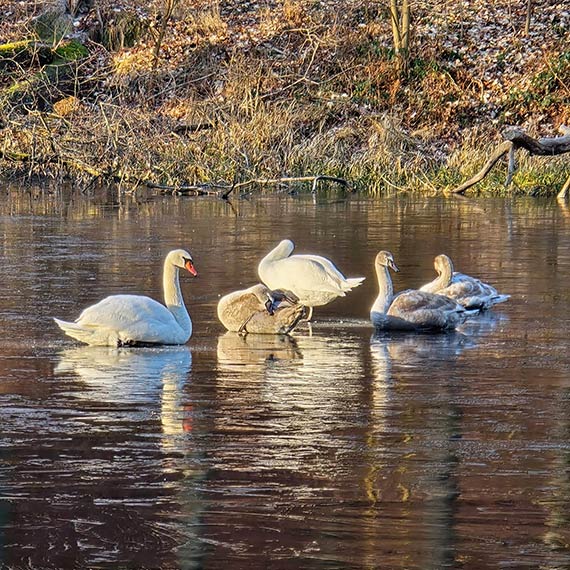 �ab�dzie utkn�y na lodzie. Interwencja OSP Ko�czewo w okolicach Wise�ki