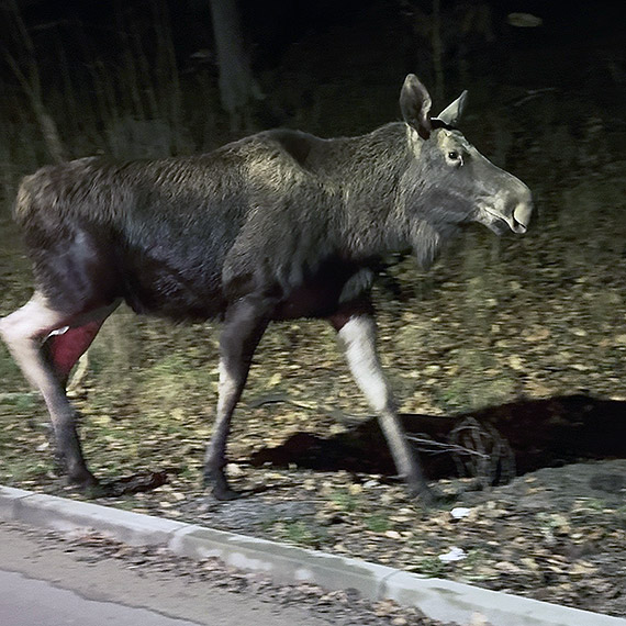 �o� w Wapnicy. Wieczorny spacer olbrzyma i wa�na przestroga dla kierowc�w