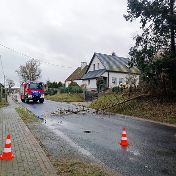 Powalone drzewa po nocnym wietrze. Dwie interwencje stra�ak�w z OSP Golczewo