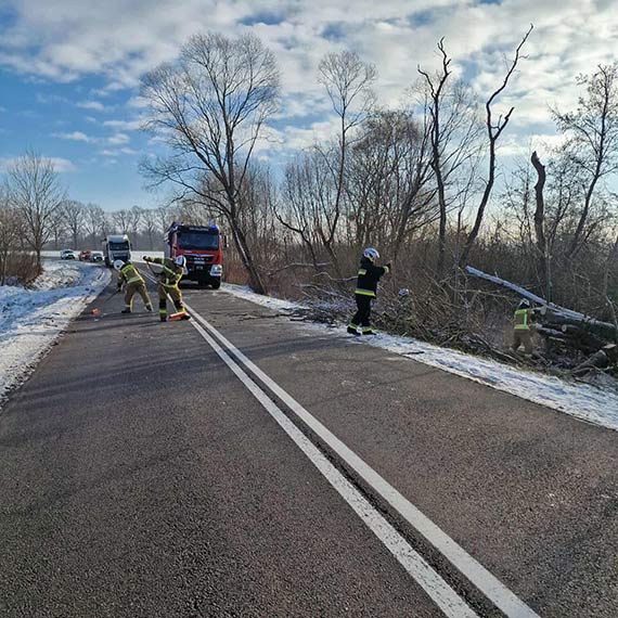 Powalone drzewo zablokowa�o drog� w Kolonii K��by. Interweniowa�a OSP Golczewo