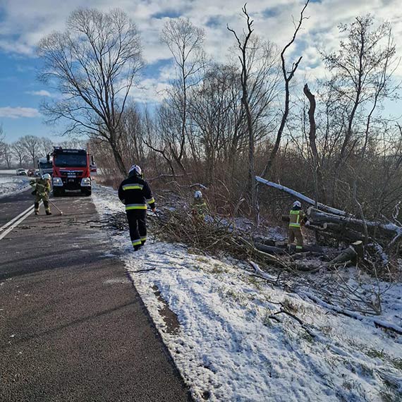 Powalone drzewo zablokowało drogę w Kolonii Kłęby. Interweniowała OSP Golczewo