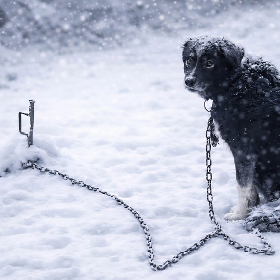 Zadbajmy o zwierz�ta w zimowym okresie