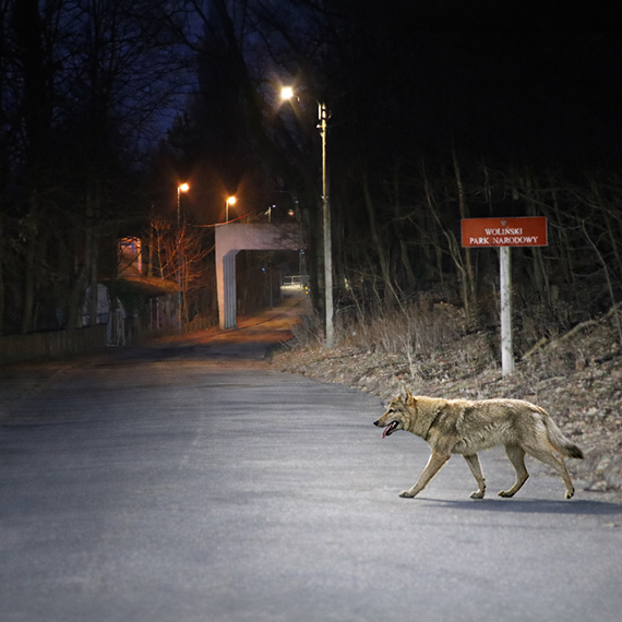 Wilk mi�dzy Lubiniem a Wapnic�. Mieszkanka zobaczy�a drapie�nika na drodze