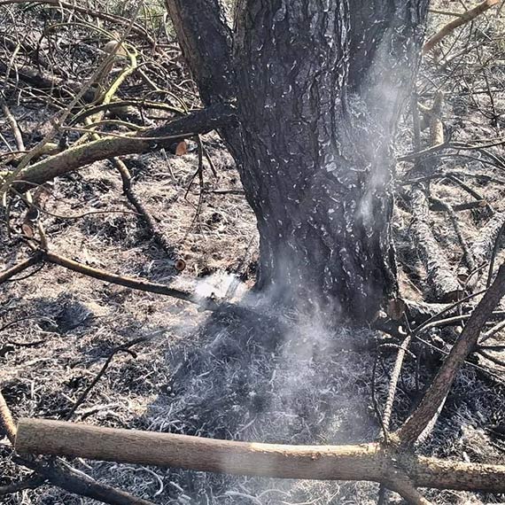 Seria po�ar�w traw w Domys�owie. Stra�acy interweniowali kilkukrotnie