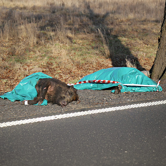 Dziki zgin�y na drodze DW103. Weterynaria pobra�a pr�bki do bada�