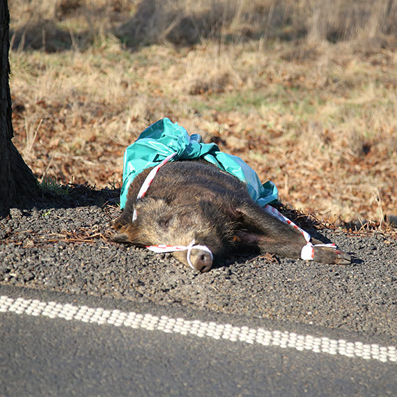 Dziki zgin�y na drodze DW103. Weterynaria pobra�a pr�bki do bada�