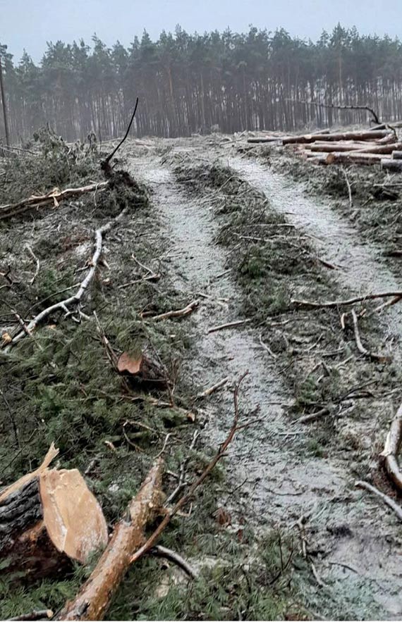 Las znika w oczach. Mieszkańcy Warszowa: „To już nie jest inwestycja, to jest dewastacja”