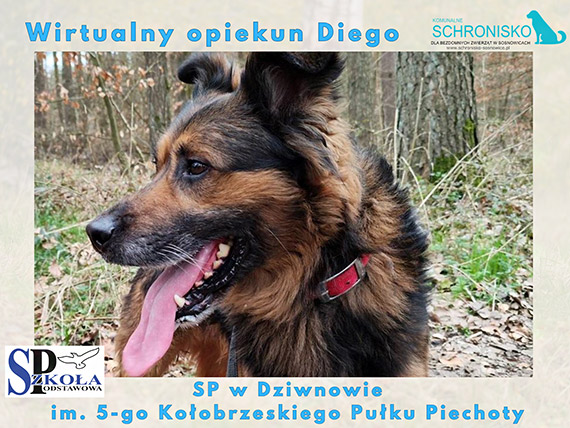 Szko�a w Dziwnowie adoptowa�a Diego. Teraz szuka dla niego prawdziwego domu