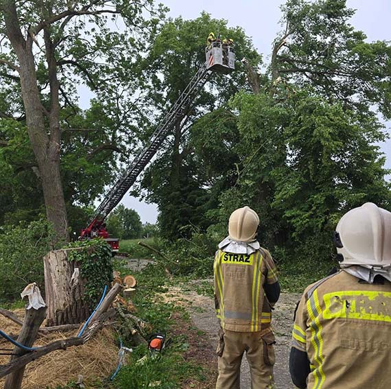  P�kni�ty konar zawis� nad drog�. Interweniowali stra�acy z Ko�czewa