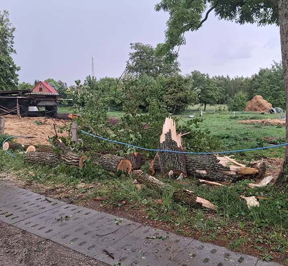  P�kni�ty konar zawis� nad drog�. Interweniowali stra�acy z Ko�czewa