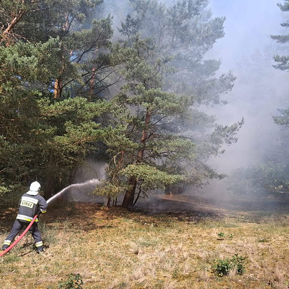 Po�ar lasu w Wolinie. Stra�acy szybko opanowali ogie�