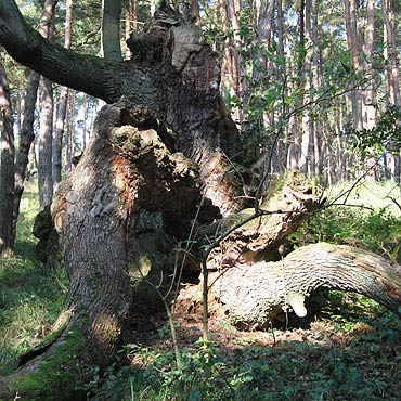 Midzyzdroje: Wystawa fotograficzna 