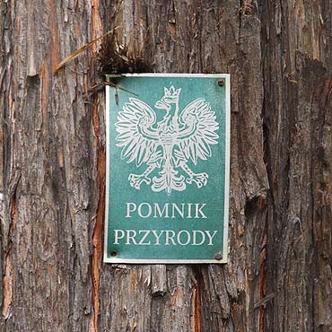 Nazwijmy midzyzdrojskie pomniki przyrody