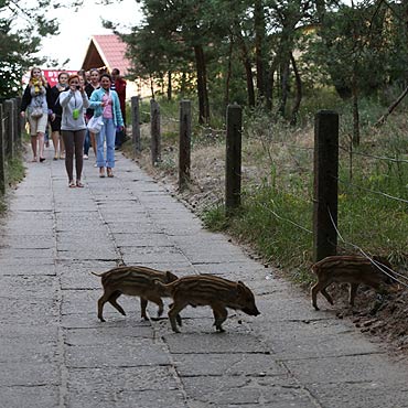 Midzywodzie: Pisk i wrzask! Dziki biegaj midzy turystami