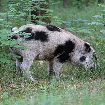 Krowodzik biega po lasach w okolicy Midzywodzia