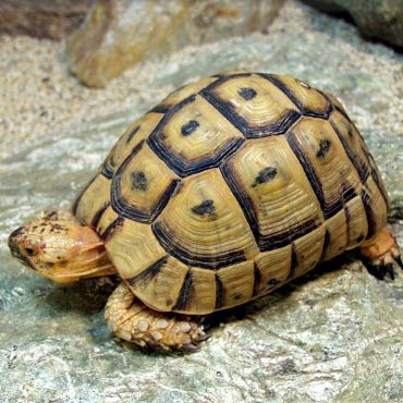 Kamie Pomorski: Kto ukrad wia ze sklepu zoologicznego?