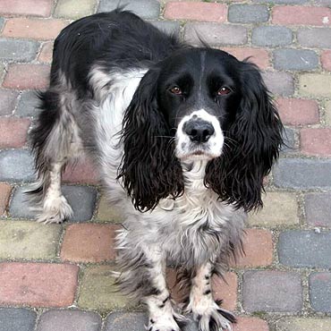 Midzyzdroje: Zagina spanielka. Widziae j?!