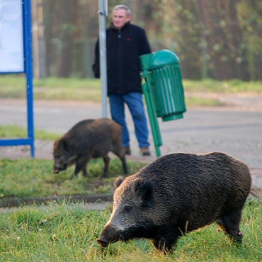 Midzywodzie: Gonym chrumkaniem wystraszyy klientw poczty