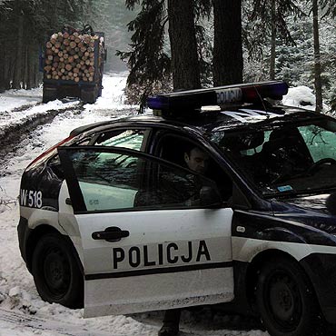 Zodzieje kradn choinki. Policja patroluje lasy