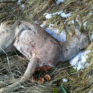 Trzebieszewo: Nikt nie chce usun zdechej sarny. Czytelniczka prosi o pomoc