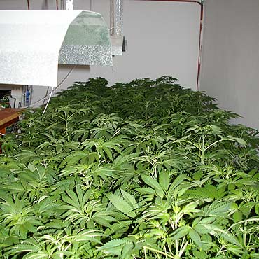 Szukali bezdomnych, a znaleli marihuan