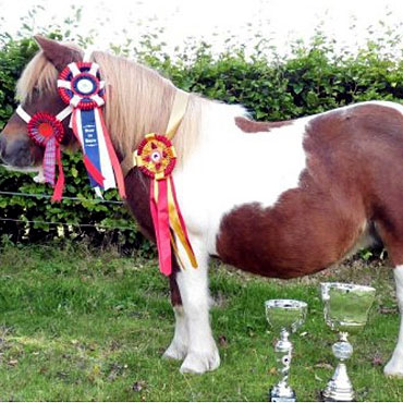 Klacz Imno Sunshine ze stadniny w Imnie zdobya nagrod wystawy Best in Show