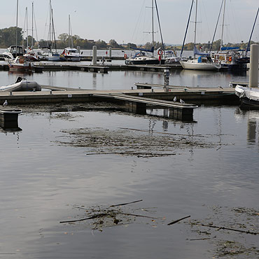 Wodorosty psują wizerunek mariny w Kamieniu
