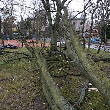 Powalone drzewa w Midzyzdrojach!