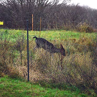 Daniel wybra wolno. Jego waciciel liczy, e zwierz zmieni zdanie