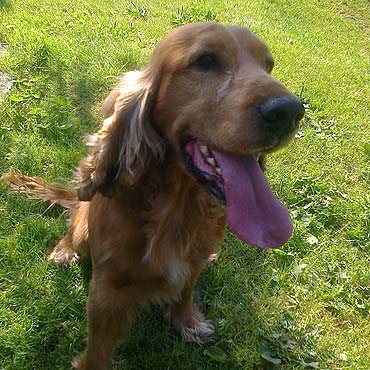 Zagin pies rasy Cocker spaniel