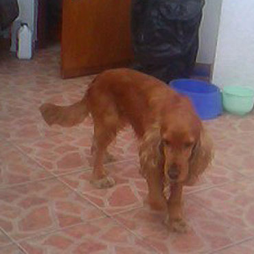 Zagin pies rasy Cocker spaniel