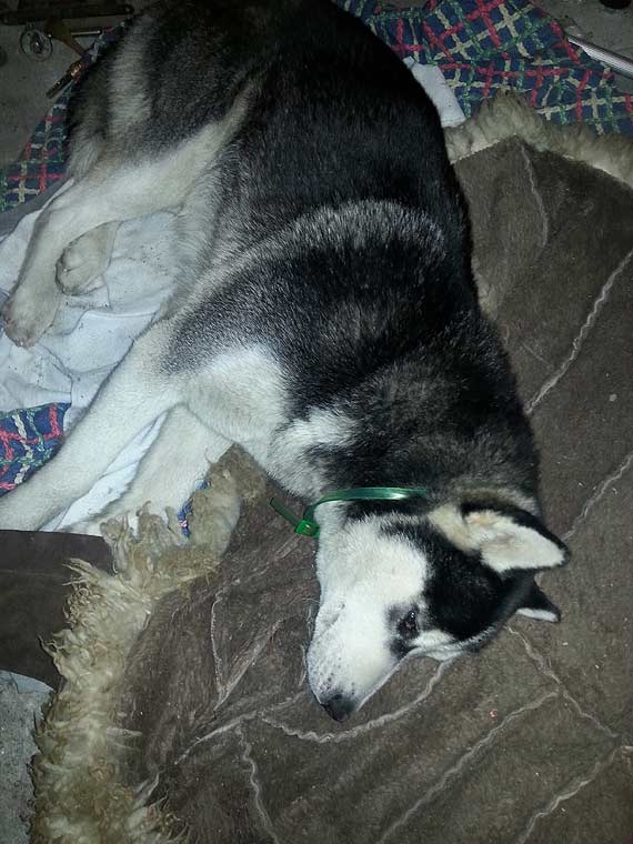 Przybkay si Husky i owczarek niemiecki. Szukamy wacicieli! 