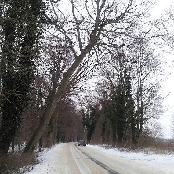 Niebezpiecznie pochylone drzewa przy Recawiu